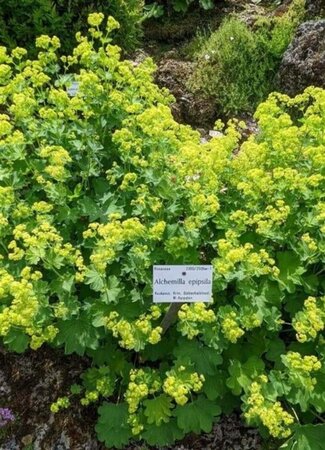 Alchemilla epipsila geen maat specificatie 0,55L/P9cm - afbeelding 3