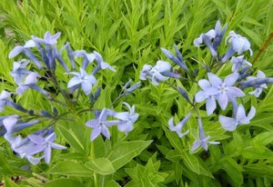 Amsonia orientalis geen maat specificatie 0,55L/P9cm - afbeelding 1