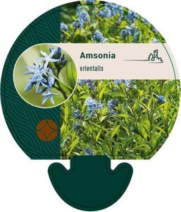 Amsonia orientalis geen maat specificatie 0,55L/P9cm - afbeelding 2