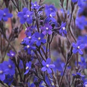 Anchusa azurea 'Dropmore' geen maat specificatie 0,55L/P9cm - afbeelding 1