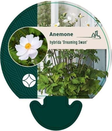 Anemone Dreaming Swan geen maat specificatie 0,55L/P9cm