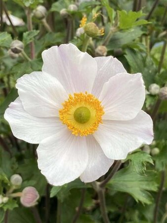 Anemone Elfin Swan geen maat specificatie 0,55L/P9cm - afbeelding 2