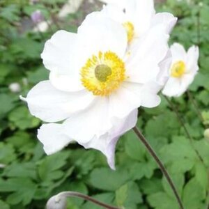 Anemone Elfin Swan geen maat specificatie 0,55L/P9cm - afbeelding 1