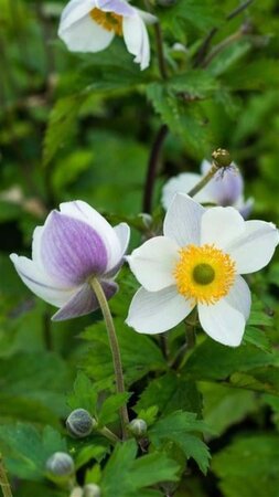 Anemone Elfin Swan geen maat specificatie 0,55L/P9cm - afbeelding 3