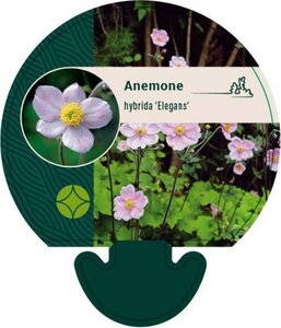 Anemone hyb. 'Elegans' geen maat specificatie 0,55L/P9cm