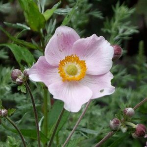 Anemone hyb. 'Ouvertüre' geen maat specificatie 0,55L/P9cm