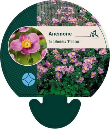 Anemone h. 'Praecox' geen maat specificatie 0,55L/P9cm - afbeelding 1