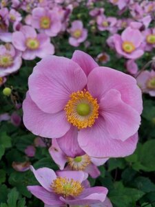 Anemone h. 'Praecox' geen maat specificatie 0,55L/P9cm - afbeelding 2