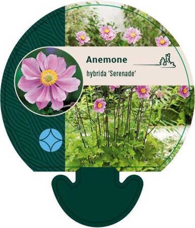 Anemone hyb. 'Serenade' geen maat specificatie 0,55L/P9cm - afbeelding 1