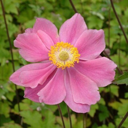 Anemone hyb. 'Serenade' geen maat specificatie 0,55L/P9cm - afbeelding 2