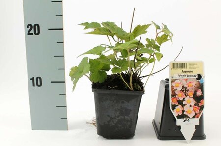 Anemone hyb. 'Serenade' geen maat specificatie 0,55L/P9cm - afbeelding 3