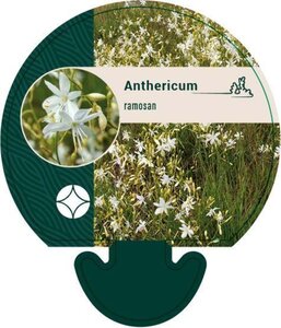 Anthericum ramosum geen maat specificatie 0,55L/P9cm