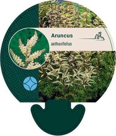 Aruncus aethusifolius geen maat specificatie 0,55L/P9cm - afbeelding 3