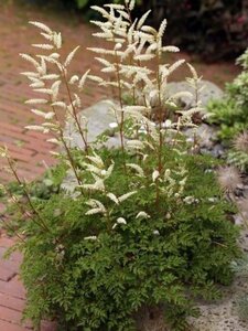 Aruncus aethusifolius geen maat specificatie 0,55L/P9cm - afbeelding 4