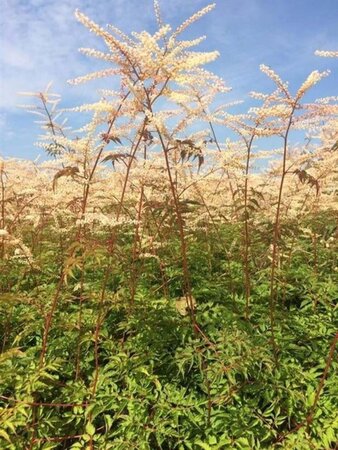 Aruncus 'Horatio' geen maat specificatie 0,55L/P9cm - afbeelding 1