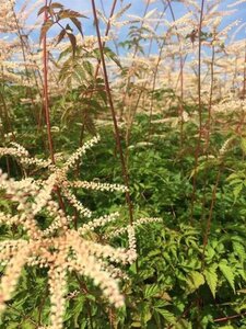 Aruncus 'Horatio' geen maat specificatie 0,55L/P9cm - afbeelding 2