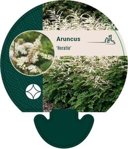 Aruncus 'Horatio' geen maat specificatie 0,55L/P9cm - afbeelding 4