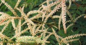 Aruncus 'Horatio' geen maat specificatie 0,55L/P9cm - afbeelding 6