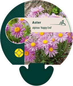 Aster alpinus 'Happy End' geen maat specificatie 0,55L/P9cm - afbeelding 1