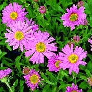 Aster alpinus 'Happy End' geen maat specificatie 0,55L/P9cm - afbeelding 4