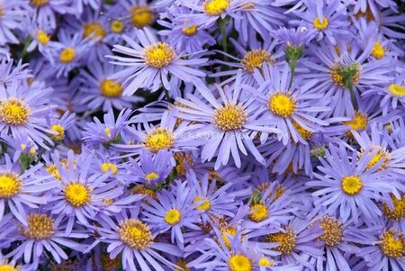 Aster amellus 'King George' geen maat specificatie 0,55L/P9cm - afbeelding 1