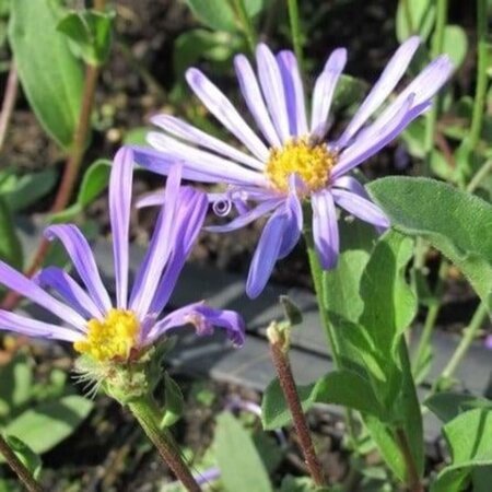 Aster amellus 'King George' geen maat specificatie 0,55L/P9cm - afbeelding 2