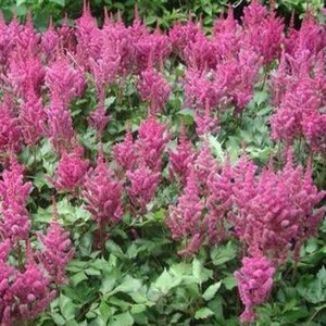 Astilbe c. 'Vision in Pink' geen maat specificatie 0,55L/P9cm - afbeelding 1