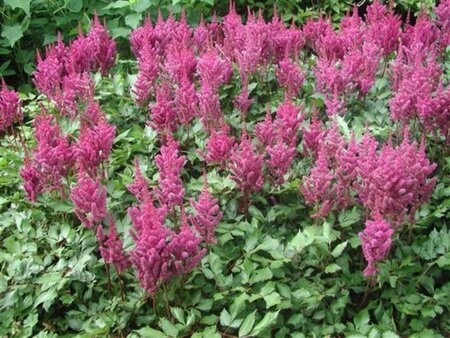 Astilbe c. 'Vision in Pink' geen maat specificatie 0,55L/P9cm - afbeelding 2