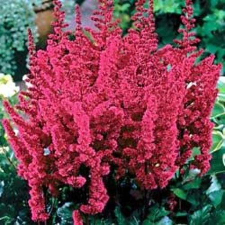 Astilbe c. 'Vision in Red' geen maat specificatie 0,55L/P9cm