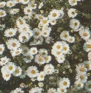 Aster ericoides 'Snowflurry' geen maat specificatie 0,55L/P9cm - afbeelding 2