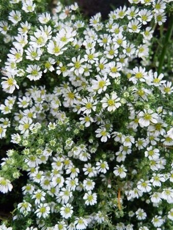 Aster ericoides 'Snowflurry' geen maat specificatie 0,55L/P9cm - afbeelding 1