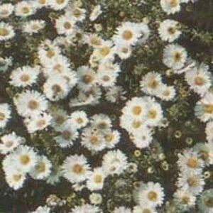 Aster ericoides 'Snowflurry' geen maat specificatie 0,55L/P9cm - afbeelding 3