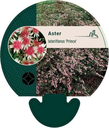 Aster l. 'Prince' geen maat specificatie 0,55L/P9cm - afbeelding 1