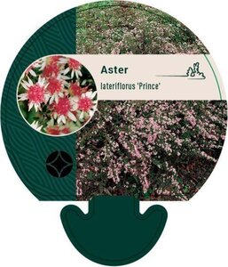 Aster l. 'Prince' geen maat specificatie 0,55L/P9cm - afbeelding 1