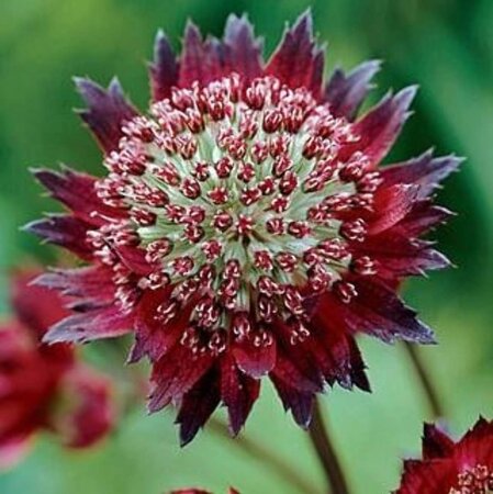 Astrantia 'Moulin Rouge' geen maat specificatie 0,55L/P9cm - afbeelding 2