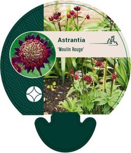 Astrantia 'Moulin Rouge' geen maat specificatie 0,55L/P9cm - afbeelding 1