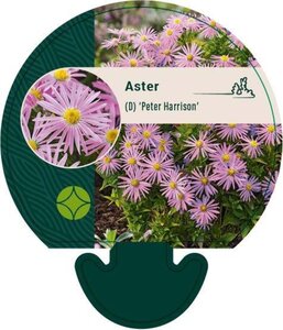 Aster (D) 'Peter Harrison' geen maat specificatie 0,55L/P9cm