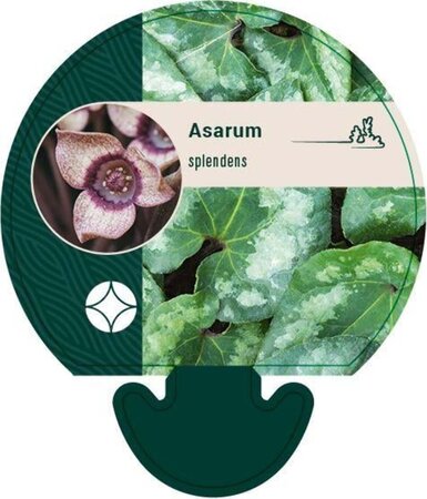 Asarum splendens geen maat specificatie 0,55L/P9cm - afbeelding 1