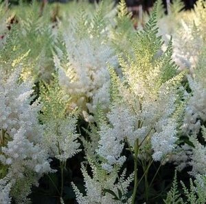 Astilbe (A) 'Weisse Gloria' geen maat specificatie 0,55L/P9cm - afbeelding 2