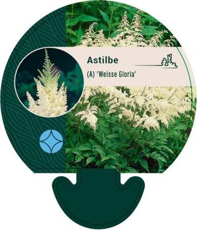 Astilbe (A) 'Weisse Gloria' geen maat specificatie 0,55L/P9cm - afbeelding 1