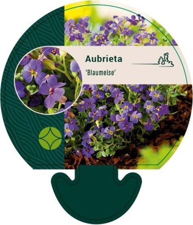 Aubrieta 'Blaumeise' geen maat specificatie 0,55L/P9cm - afbeelding 1