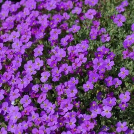 Aubrieta 'Blaumeise' geen maat specificatie 0,55L/P9cm - afbeelding 2