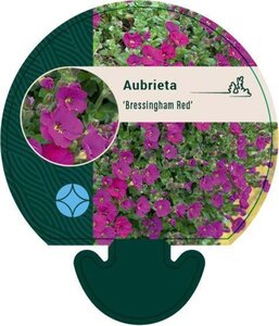 Aubrieta 'Bressingham Red' geen maat specificatie 0,55L/P9cm