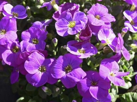 Aubrieta gr. 'Kitte' geen maat specificatie 0,55L/P9cm - afbeelding 2