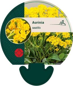 Aurinia saxatilis geen maat specificatie 0,55L/P9cm