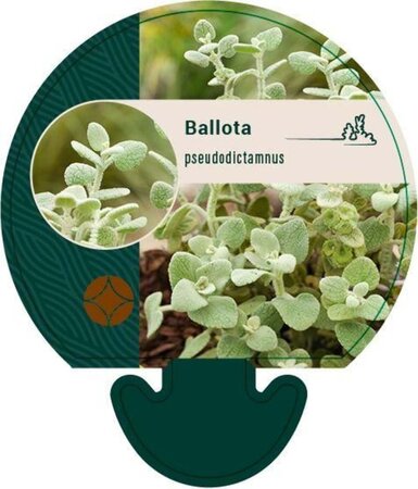 Ballota pseudodictamnus geen maat specificatie 0,55L/P9cm