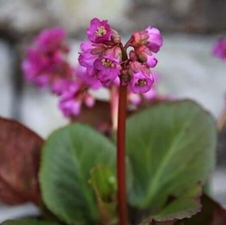 Bergenia 'Eden's Dark Margin' geen maat specificatie 0,55L/P9cm