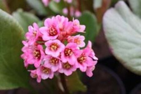 Bergenia 'Eden's Magic Giant' geen maat specificatie 0,55L/P9cm - afbeelding 1