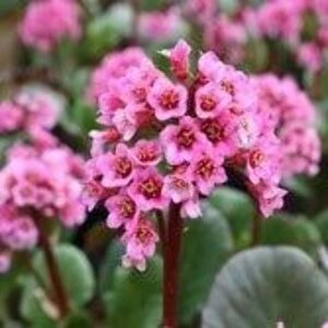 Bergenia 'Eden's Magic Giant' geen maat specificatie 0,55L/P9cm - afbeelding 2