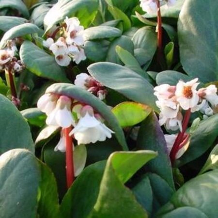 Bergenia 'Flirt' geen maat specificatie 0,55L/P9cm